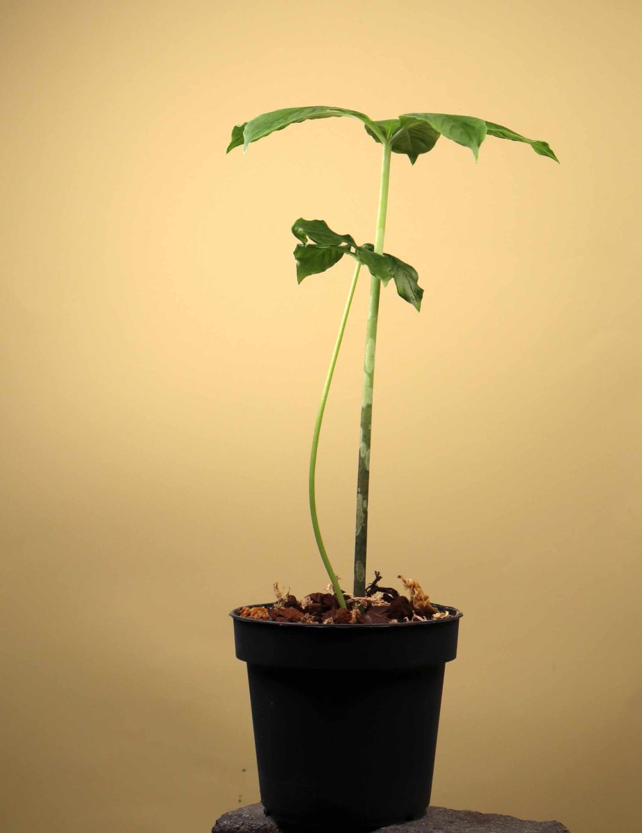Amorphophallus paeoniifolius | Knölkalla - Bild 8