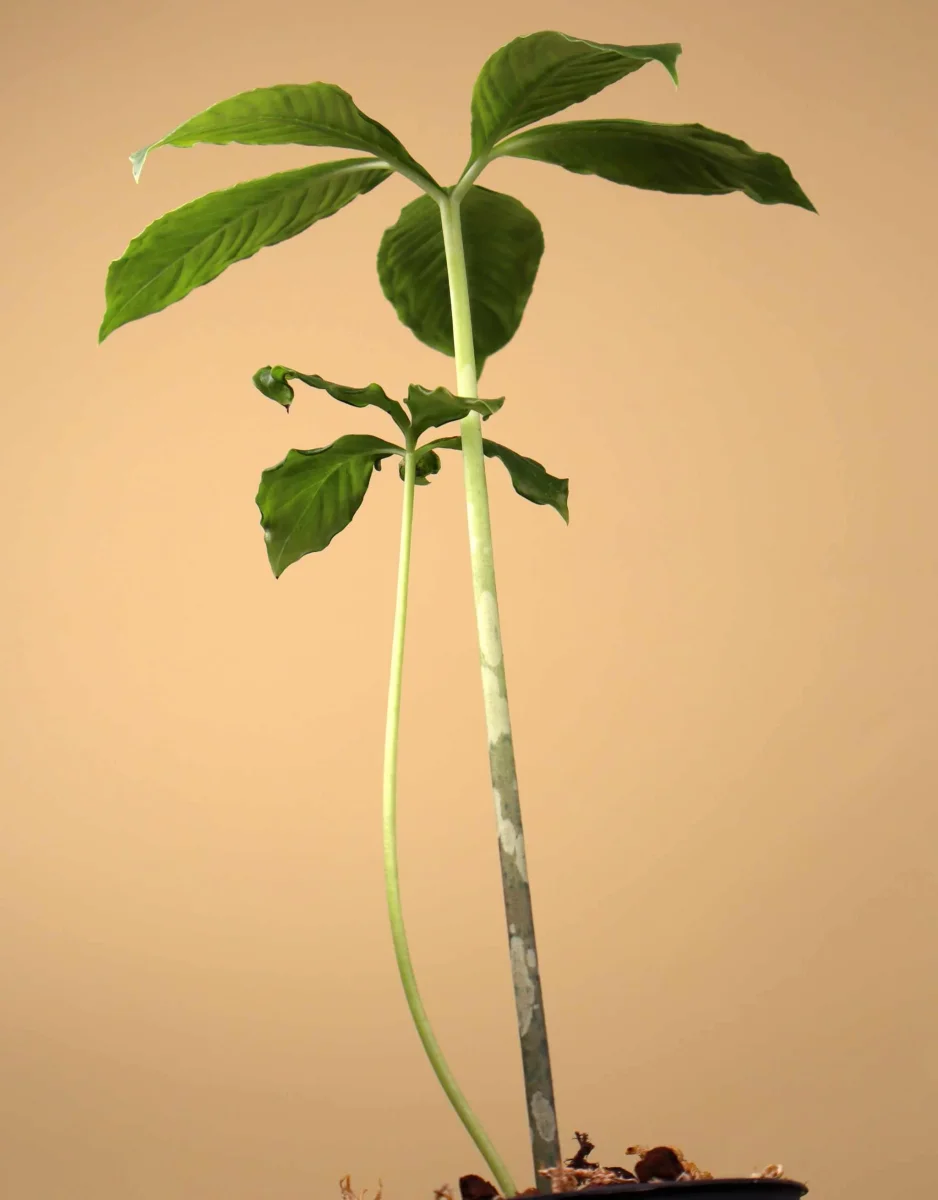 Amorphophallus paeoniifolius | Knölkalla - Bild 4