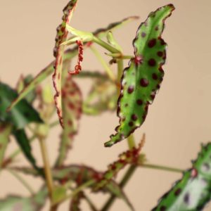 Begonia amphioxus