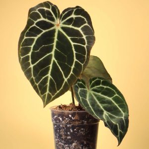 Anthurium crystallinum