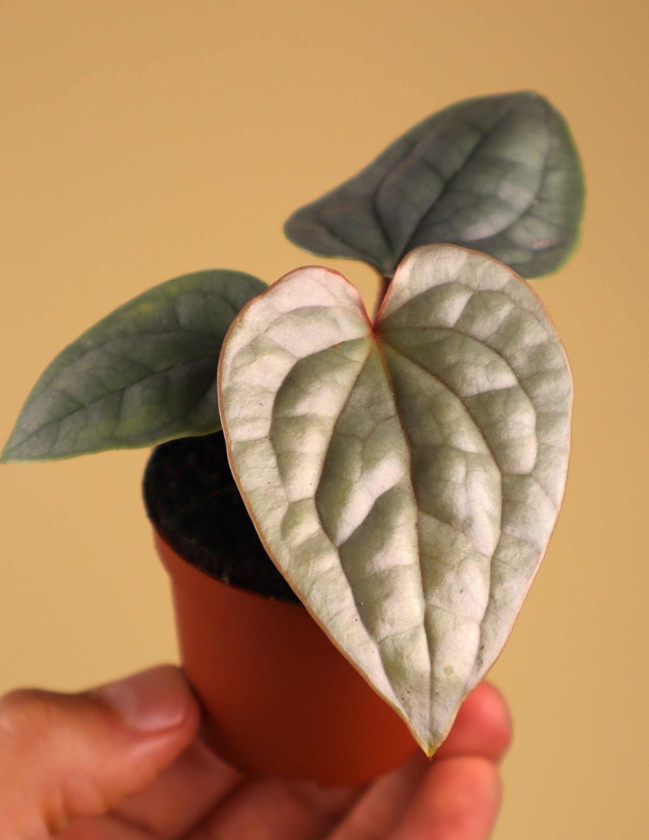 Anthurium luxurians - Bild 5