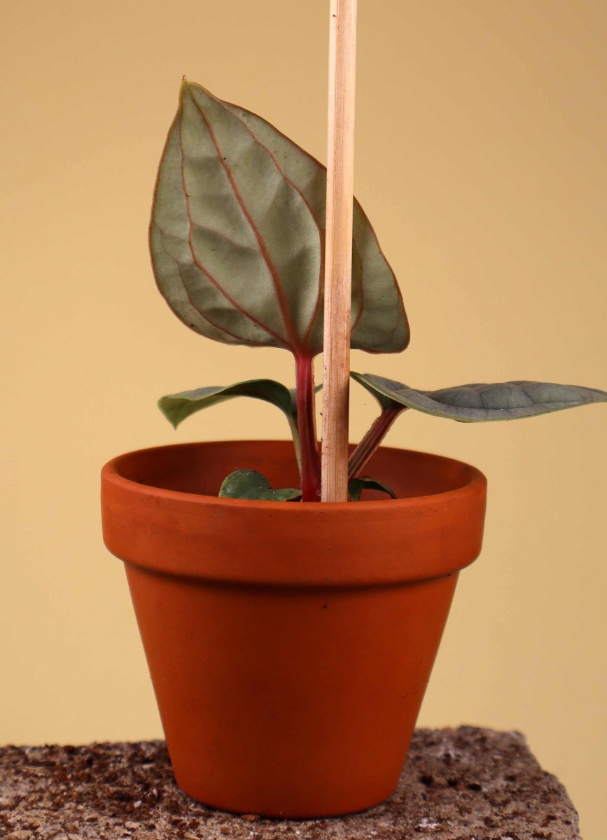 Anthurium luxurians - Bild 7