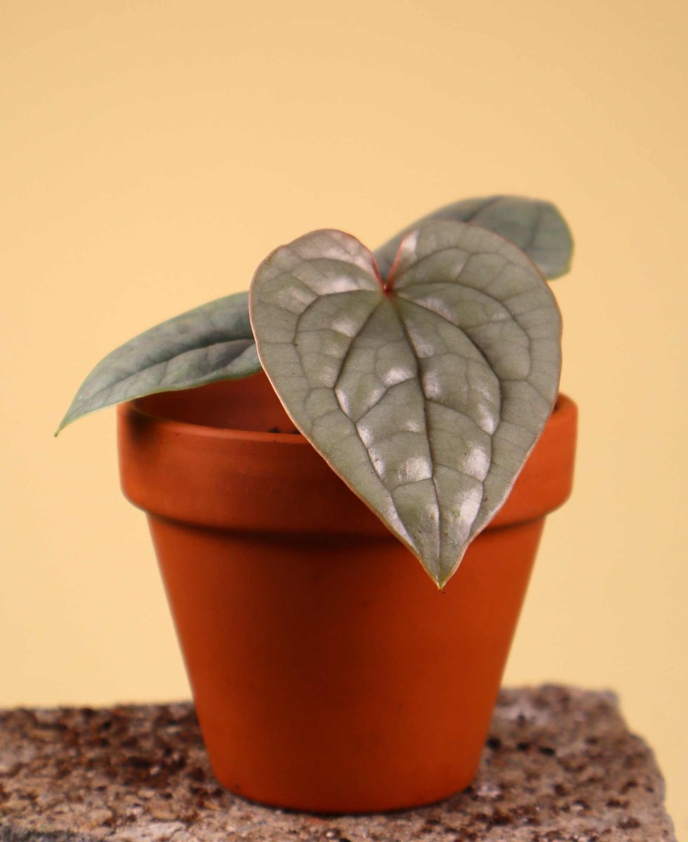 Anthurium luxurians - Bild 3