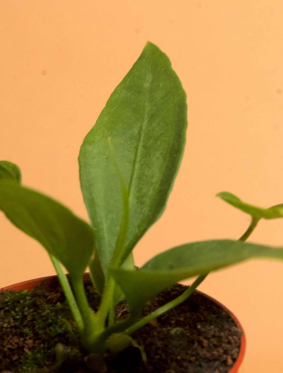 Anthurium vittariifolium - Bild 6