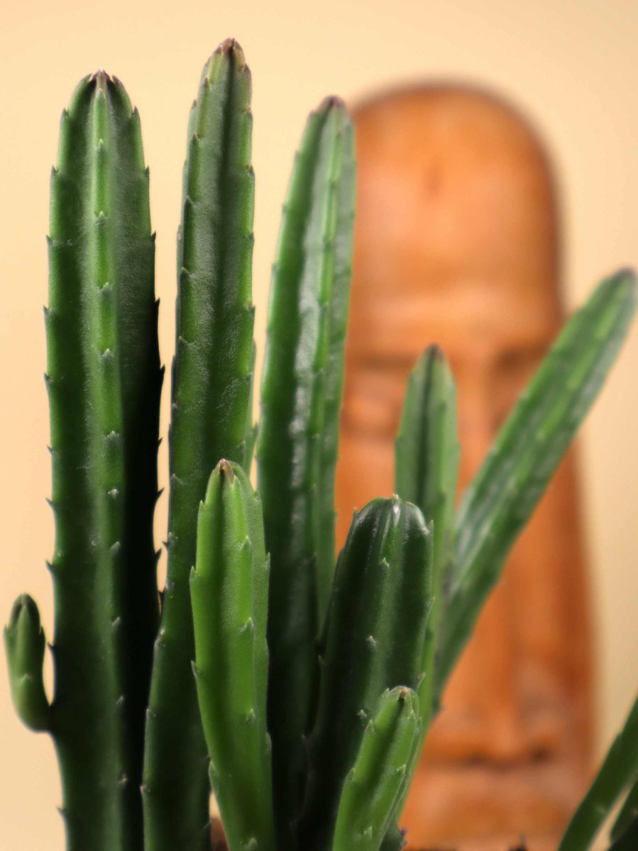 Stapelia leendertziae 'Asblomma' - Bild 4