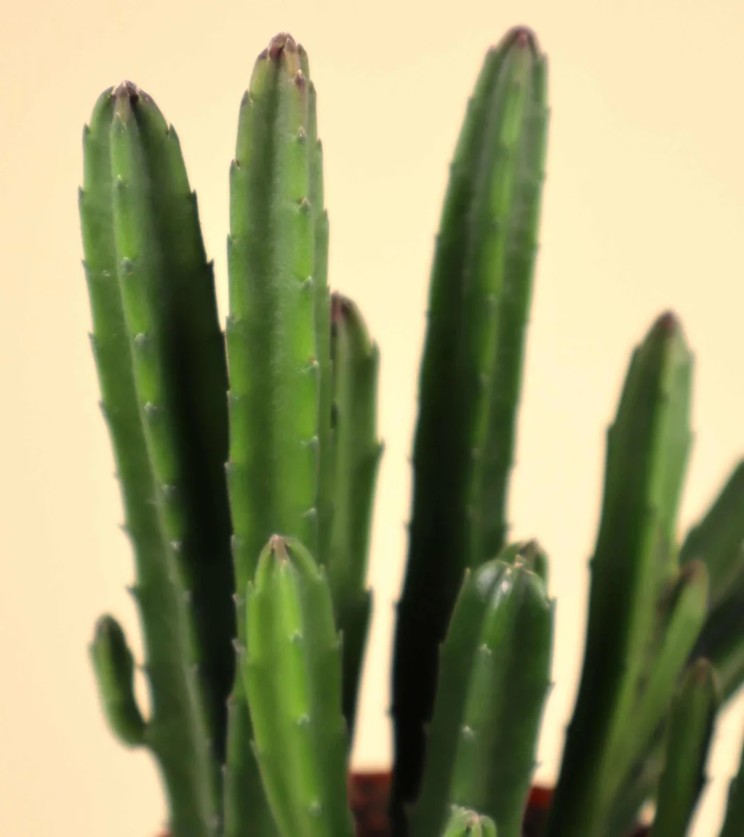 Stapelia leendertziae 'Asblomma' - Bild 5