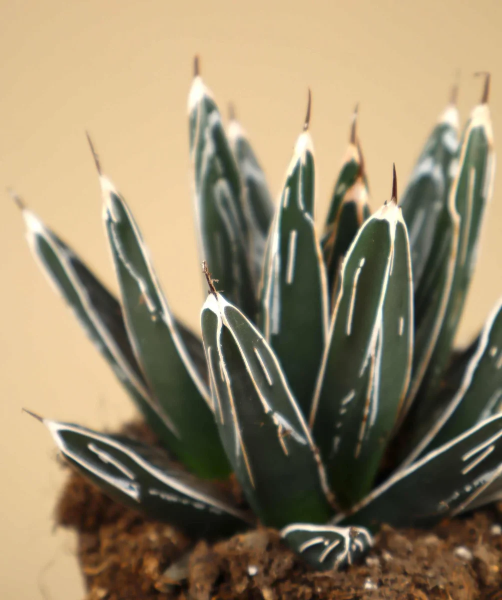 Agave victoriae-reginae - Bild 2