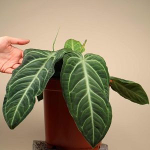 Anthurium villenaorum