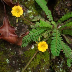 Biophytum sensitivum | Minipalm