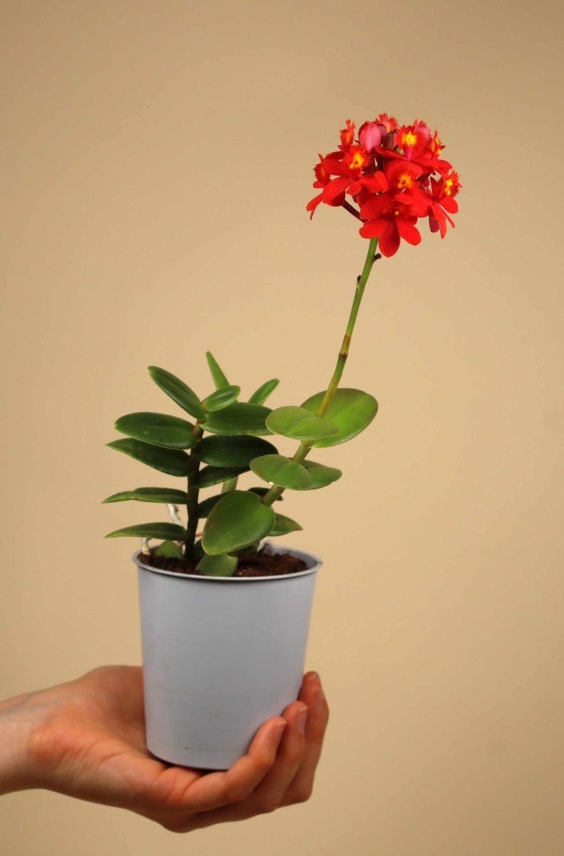 Epidendrum 'Ballerina' - Bild 3