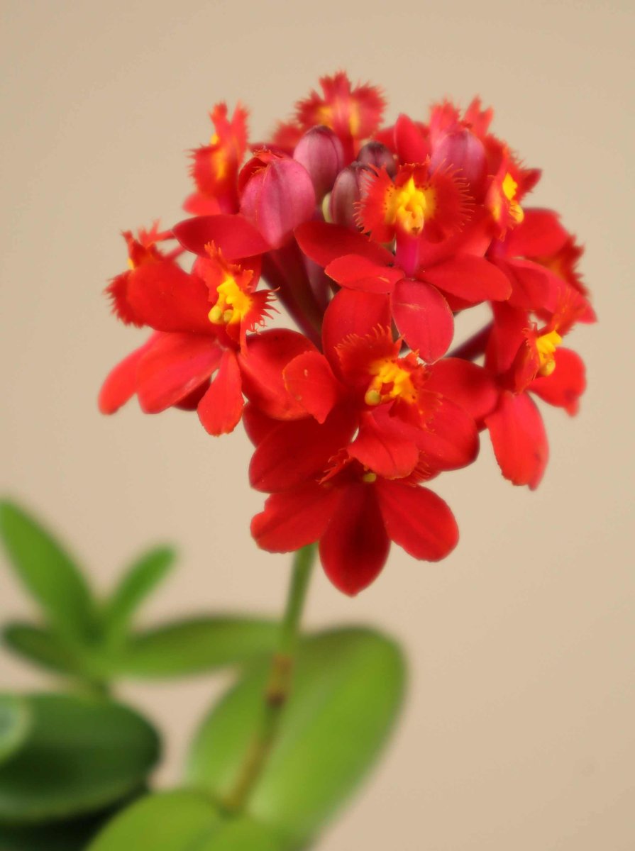 Epidendrum 'Ballerina' - Bild 2