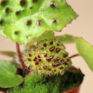 Begonia ferox