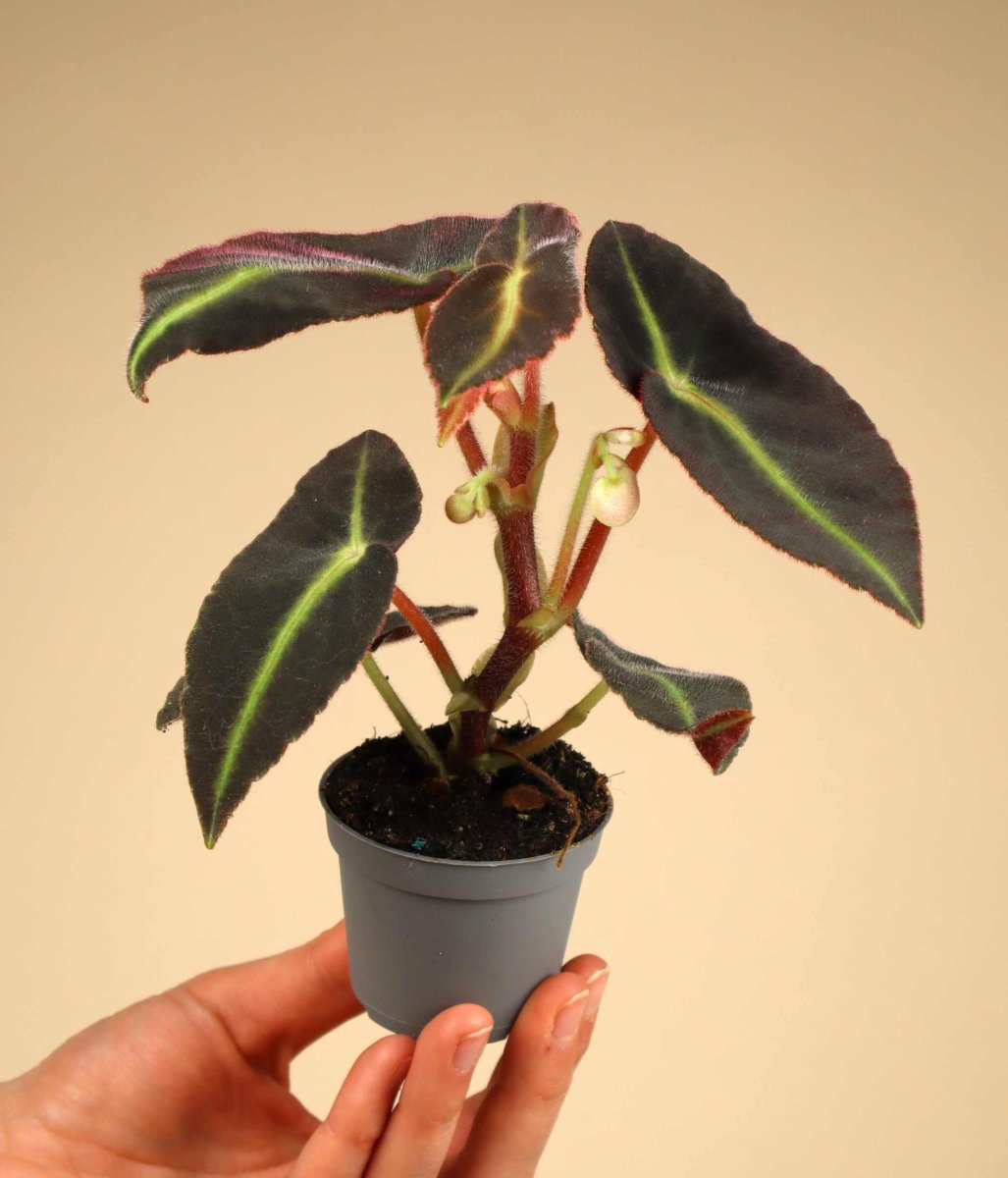 Begonia listada - Bild 5