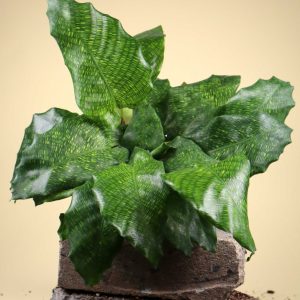 Calathea musaica 'Network'
