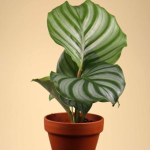 Calathea orbifolia