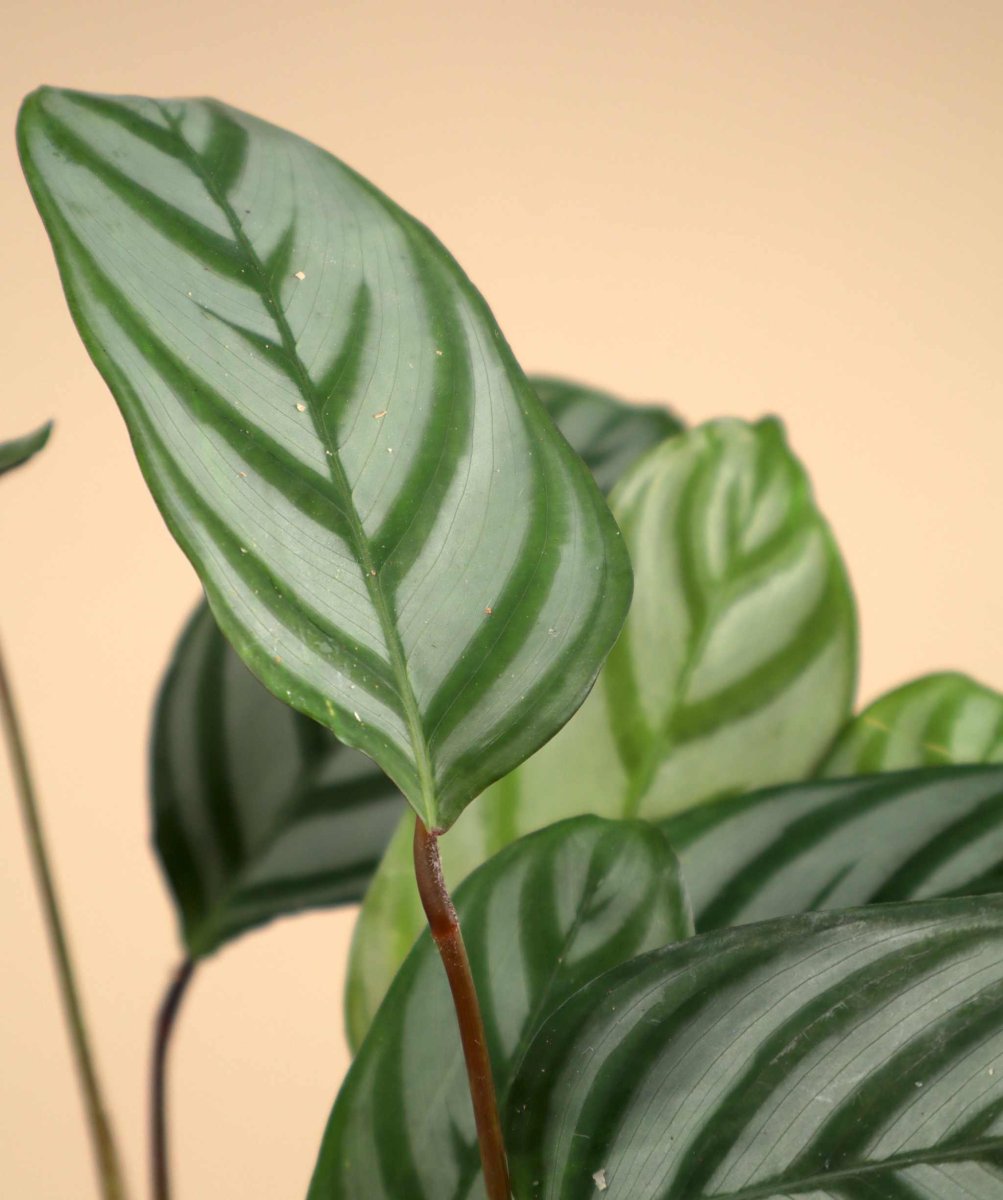 Calathea 'freddie' (goeppertia concinna) - Bild 4