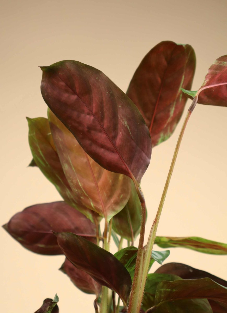 Calathea 'freddie' (goeppertia concinna) - Bild 3