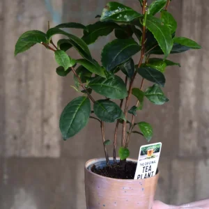 Tebuske 'Camellia sinensis' (frosttålig sort)