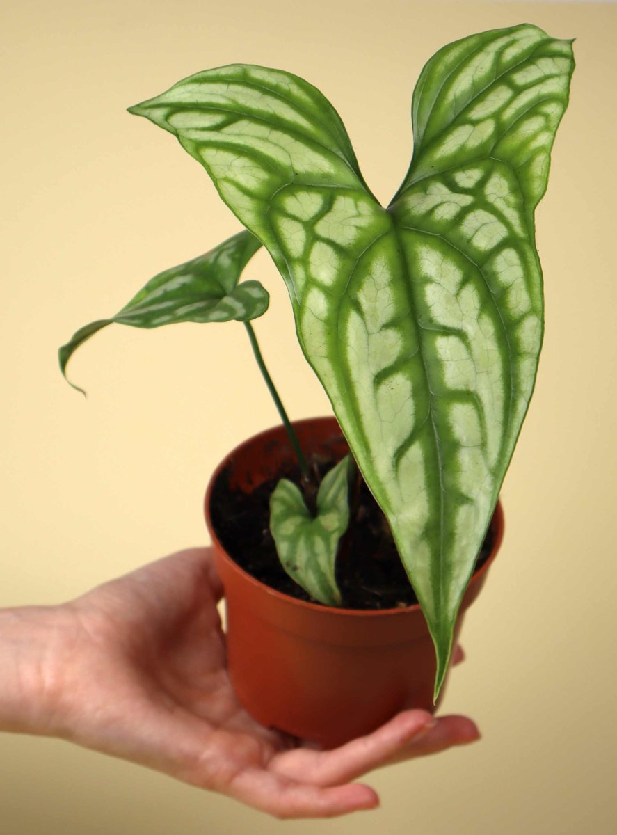 Cercestis mirabilis - Bild 4