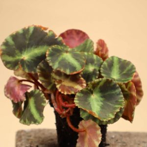 Begonia cleopatrae
