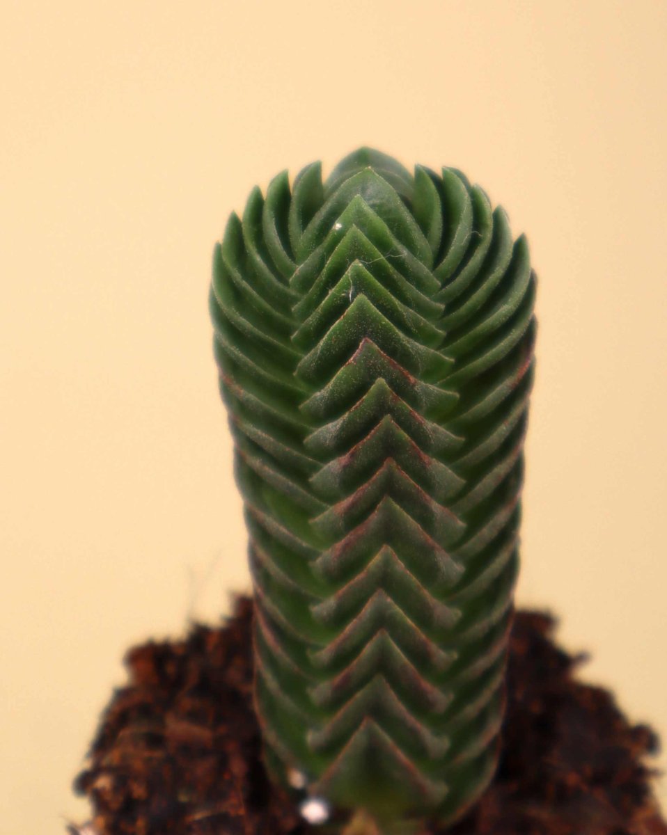 Crassula pyramidalis - Bild 3