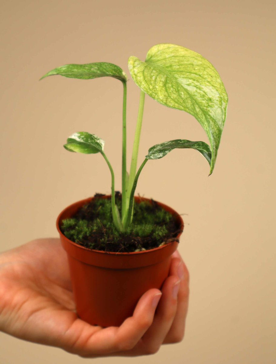 Monstera deliciosa Mint - Bild 4