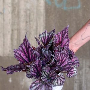Begonia rex 'Dew drop'