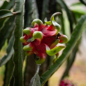 Drakfrukt (Pitahaya) Selenicereus undatus