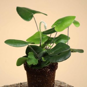Hemionitis arifolia (Pilbräken)