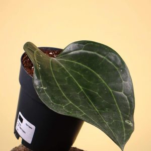 Hoya latifolia