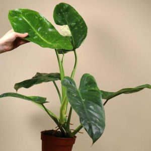 Philodendron 'Jose Buono'