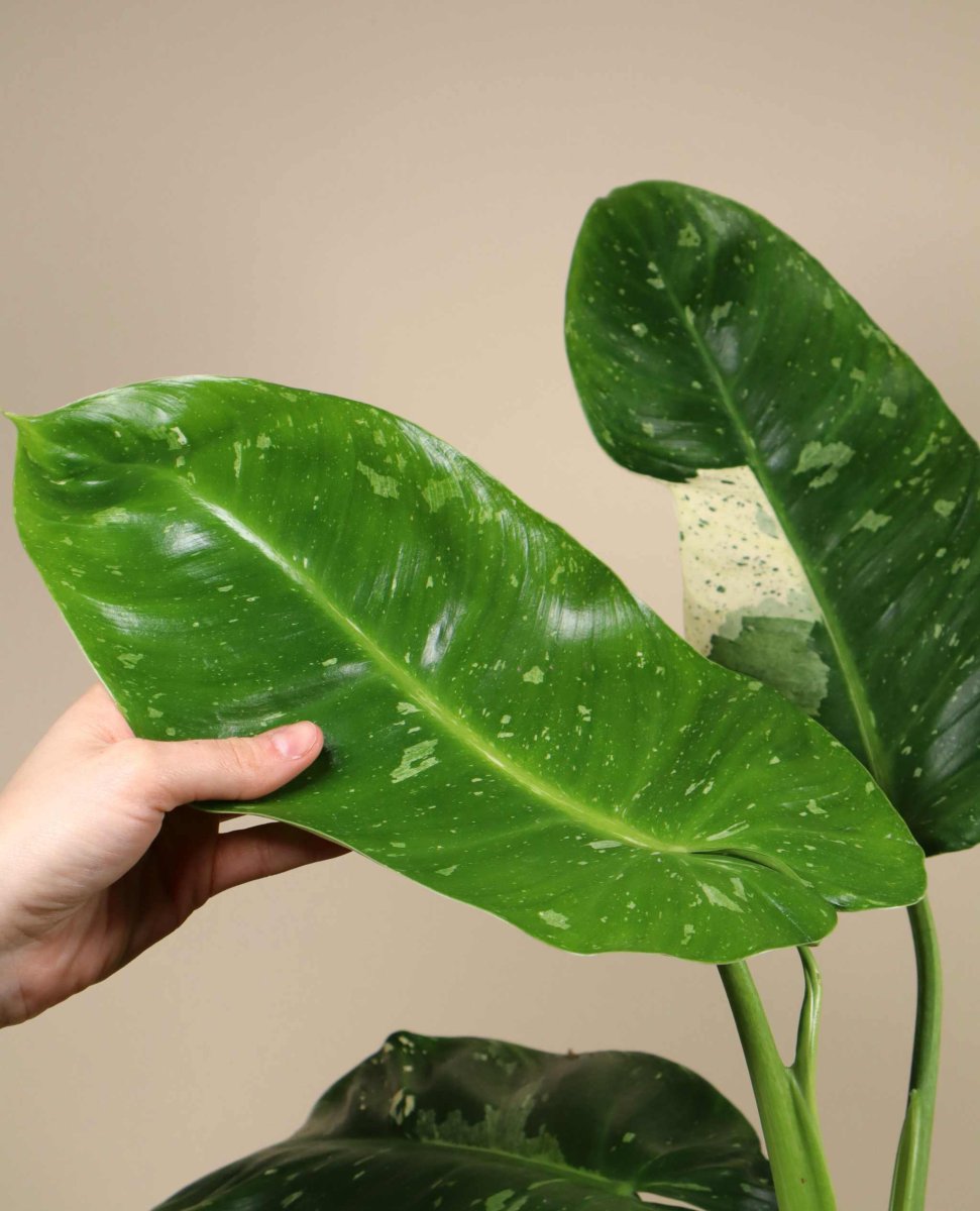 Philodendron 'Jose Buono' - Bild 3