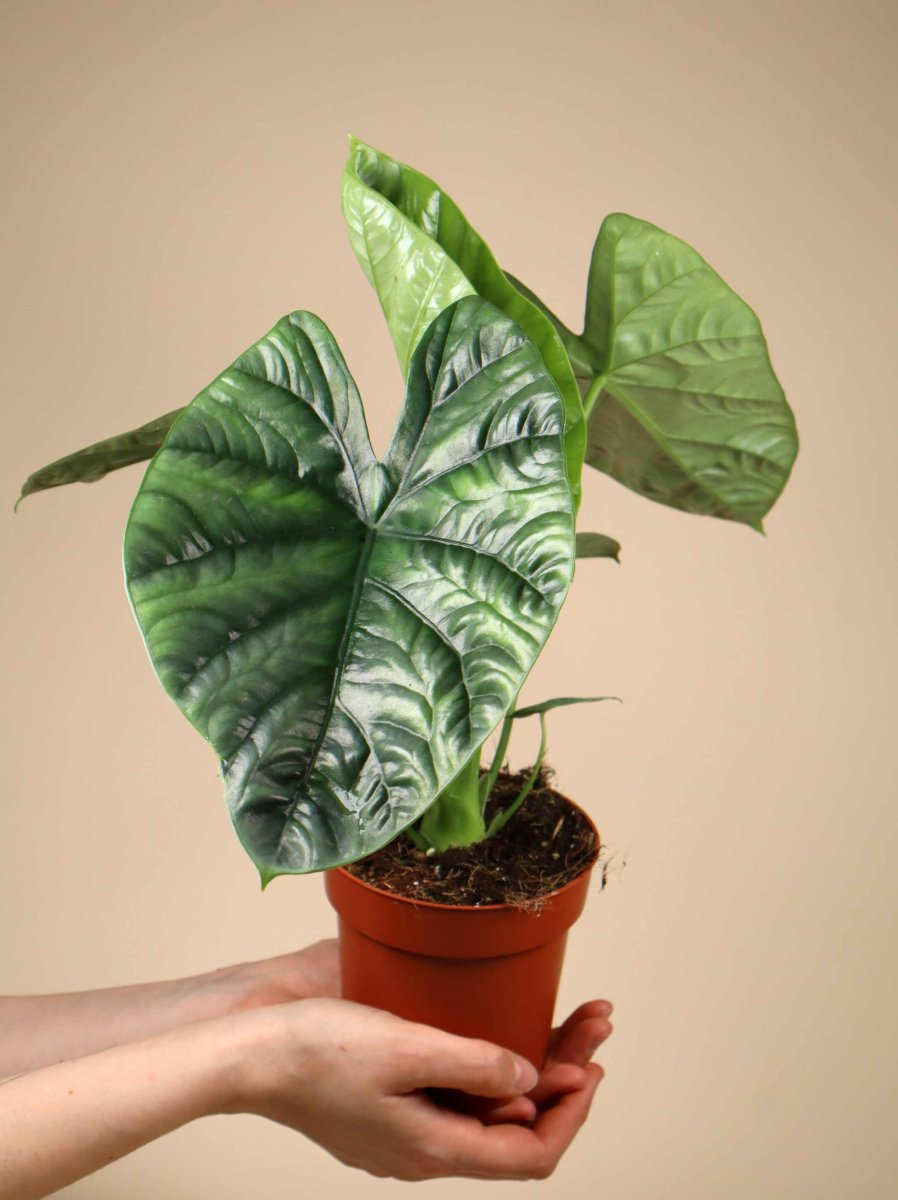 Alocasia Lukiwan - Bild 2