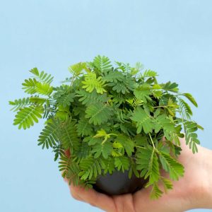 Sensitiva 'Mimosa pudica'