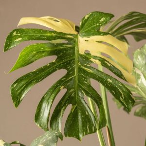 Monstera Thai Constellation