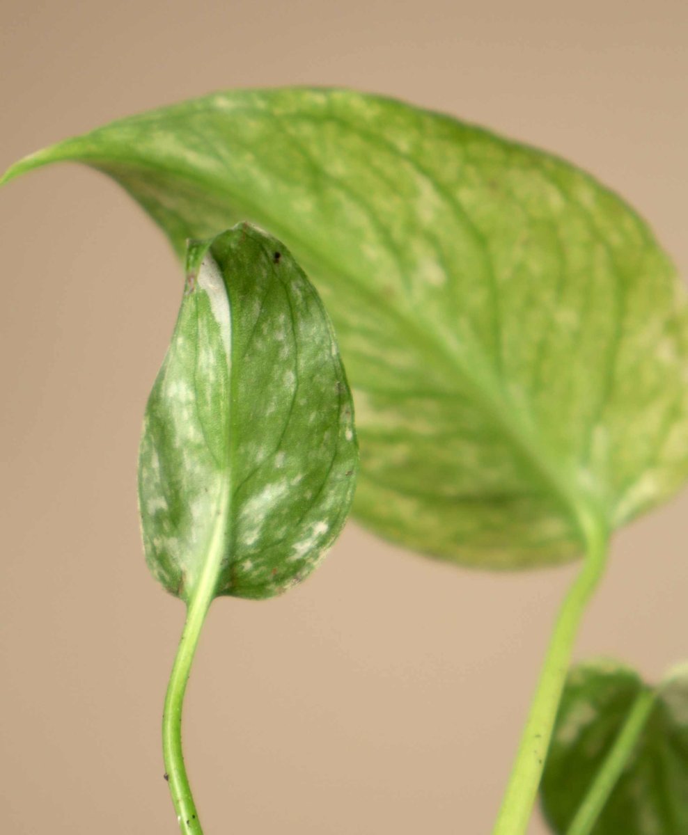 Monstera deliciosa Mint - Bild 3