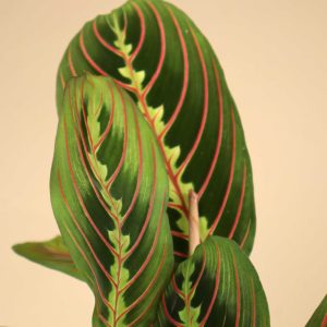 Moses stentavlor 'Maranta leuconeura' Tricolor