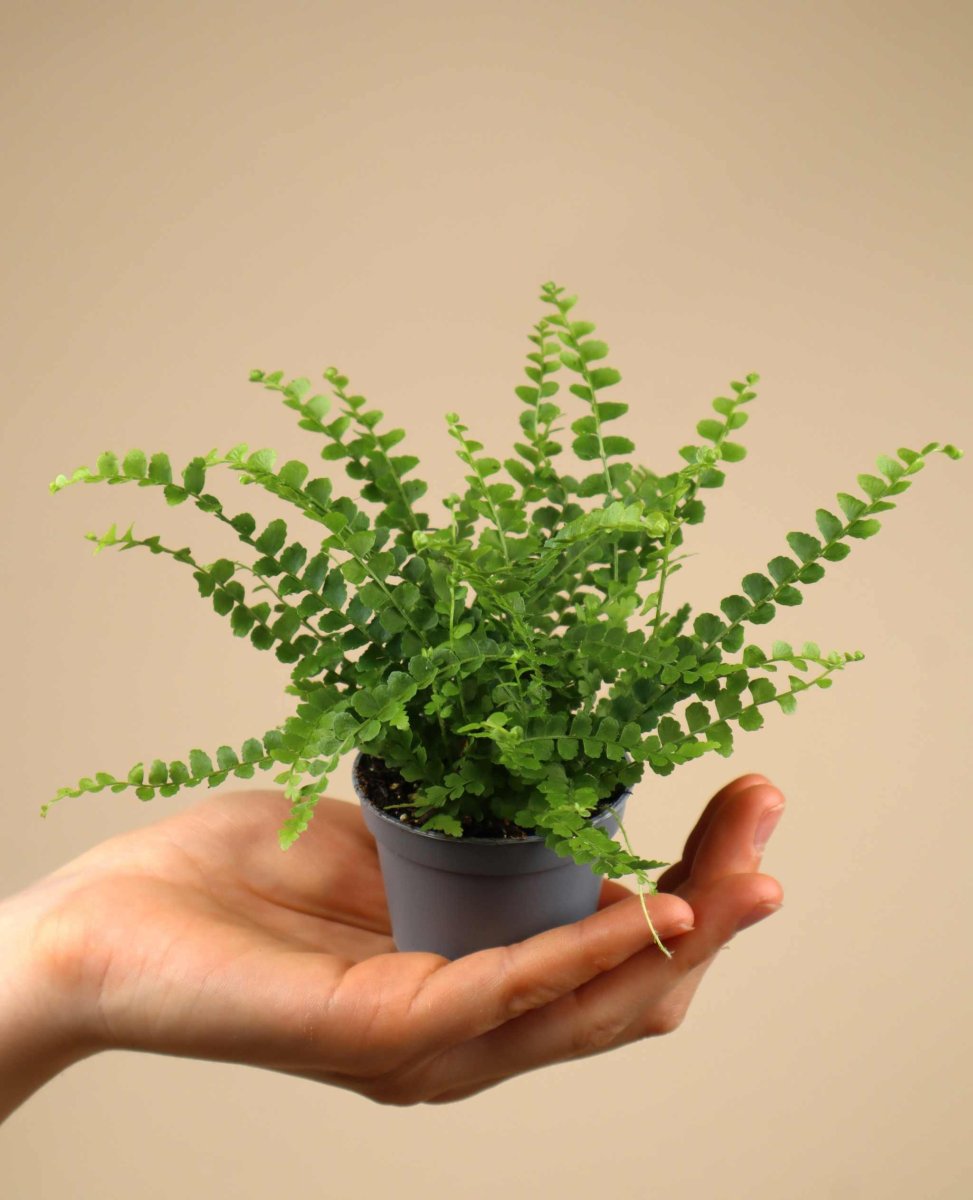 Nephrolepis cordifolia - Bild 2