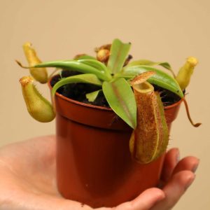 Nepenthes 'Linda'