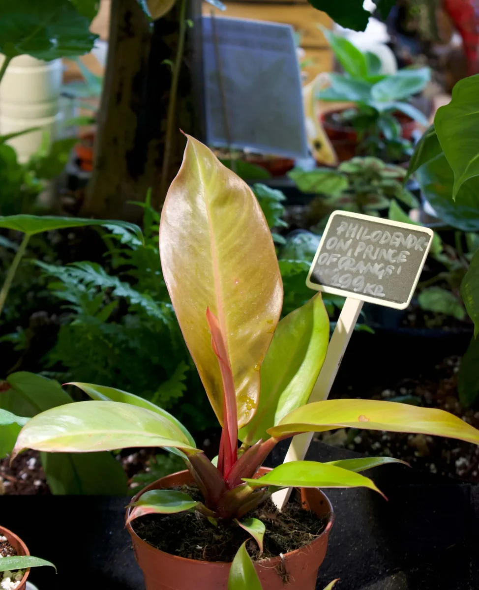 Philodendron erubescens 'Prince Of Orange' - Bild 3