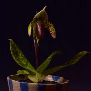 Paphiopedilum Sukhakulii