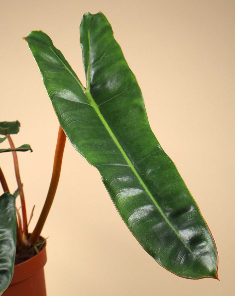 Philodendron billietiae - Bild 3