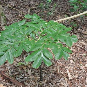 Amorphophallus paeoniifolius | Knölkalla