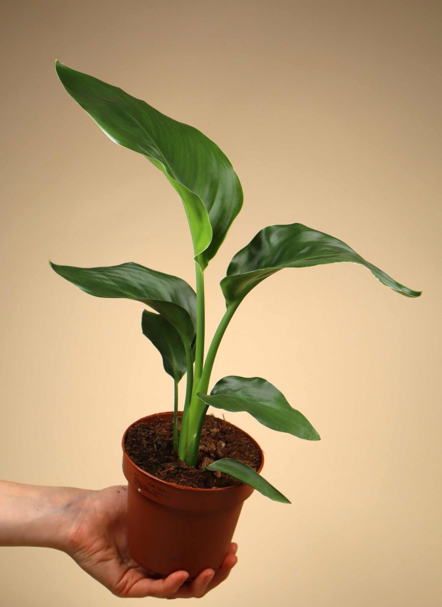 Papegojblomma 'Strelitzia reginae' - Bild 6