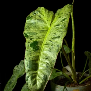 Philodendron Paraiso Verde
