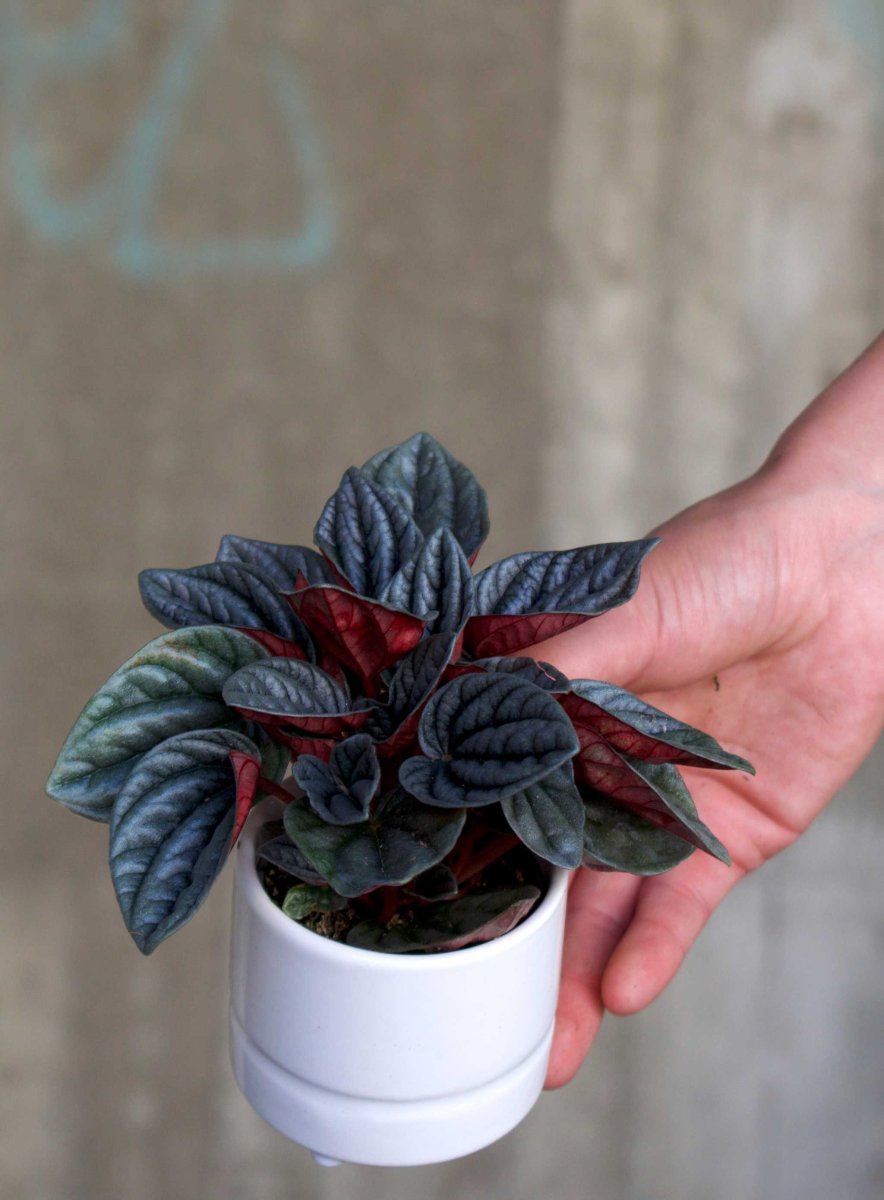Peperomia caperata ’Montevideo’