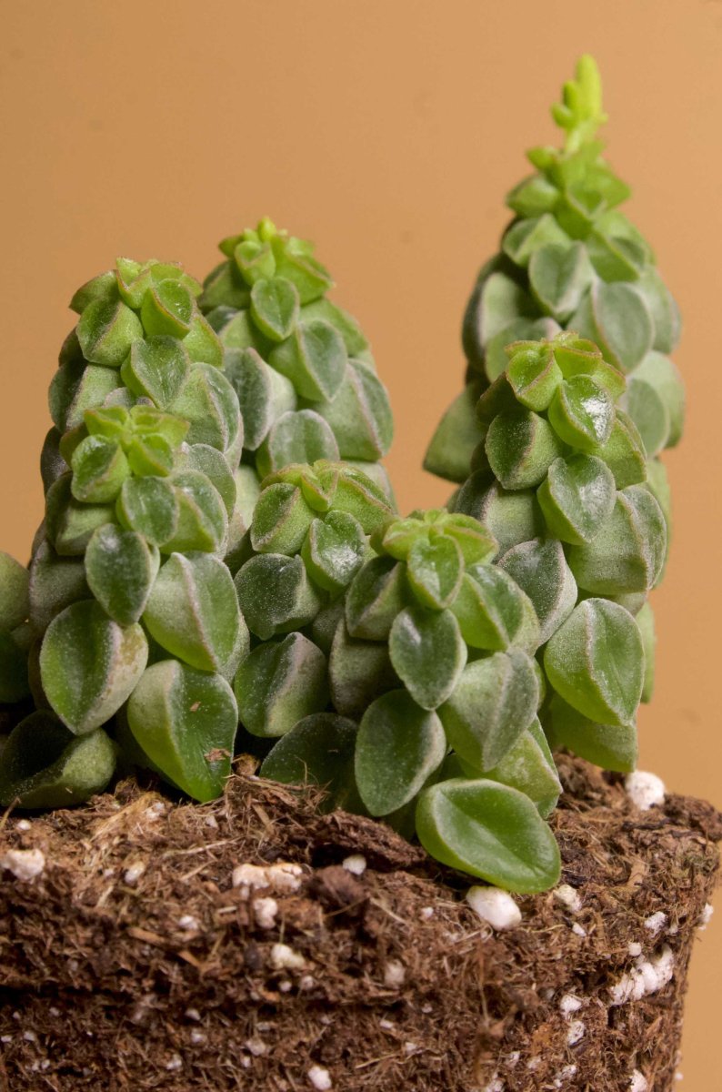 Peperomia columella - Bild 2