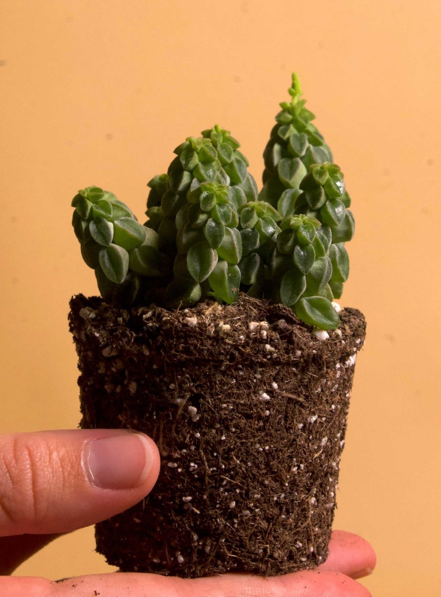 Peperomia columella - Bild 3
