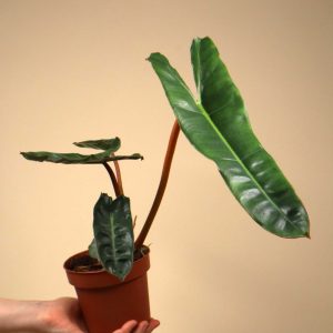 Philodendron billietiae