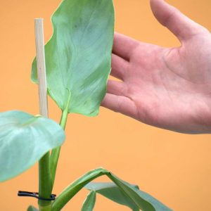 Philodendron hastatum 'Silver Sword'